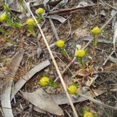 Triptilodiscus pygmaeus (Annual Daisy) at Little Taylor Grasslands - 14 Oct 2017 by RosemaryRoth