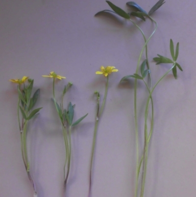 Ranunculus papulentus (Large River Buttercup) at Pialligo, ACT - 15 Oct 2017 by SilkeSma