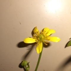 Ranunculus papulentus at Pialligo, ACT - 15 Oct 2017