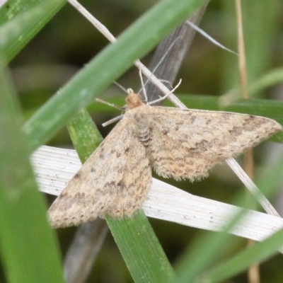 Scopula rubraria (Reddish Wave, Plantain Moth) at Duffy, ACT - 14 Oct 2017 by HarveyPerkins