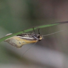 Philobota undescribed species near arabella (A concealer moth) at Duffy, ACT - 14 Oct 2017 by HarveyPerkins