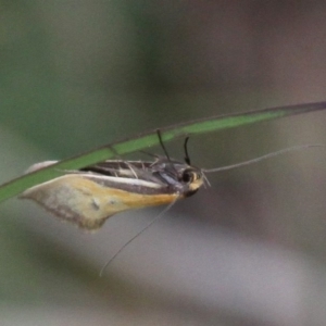 Philobota undescribed species near arabella at Duffy, ACT - 14 Oct 2017