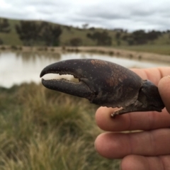 Cherax destructor (Common Yabby) at Googong, NSW - 14 Oct 2017 by Wandiyali