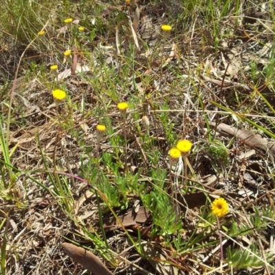 Leptorhynchos squamatus (Scaly Buttons) at Little Taylor Grasslands - 16 Oct 2017 by RosemaryRoth