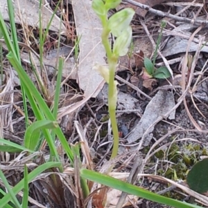 Hymenochilus cycnocephalus at Kambah, ACT - 15 Oct 2017