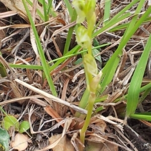 Hymenochilus cycnocephalus at Kambah, ACT - 15 Oct 2017