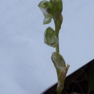 Hymenochilus cycnocephalus at Kambah, ACT - 15 Oct 2017