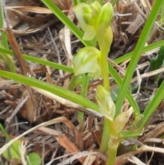 Hymenochilus cycnocephalus at Kambah, ACT - 15 Oct 2017