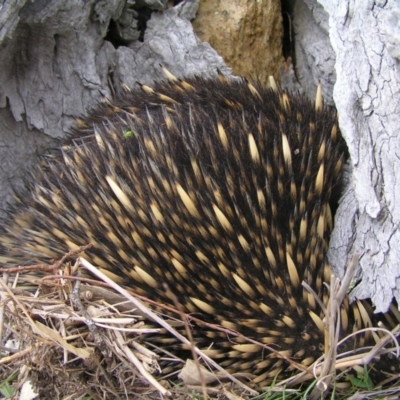 Tachyglossus aculeatus (Short-beaked Echidna) at Williamsdale, NSW - 14 Oct 2017 by MatthewFrawley