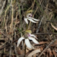 Caladenia moschata (Musky Caps) at Point 49 - 15 Oct 2017 by CathB