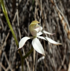 Caladenia moschata at Point 49 - 15 Oct 2017