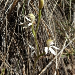 Caladenia moschata at Point 49 - 15 Oct 2017