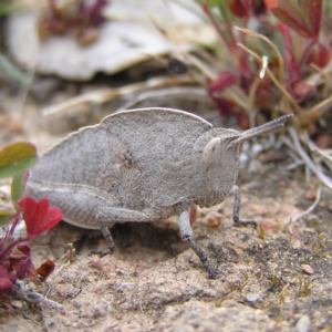 Goniaea sp. (genus) at Williamsdale, NSW - 14 Oct 2017