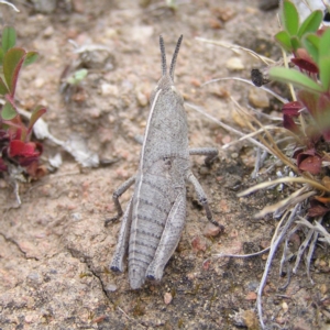 Goniaea sp. (genus) at Williamsdale, NSW - 14 Oct 2017