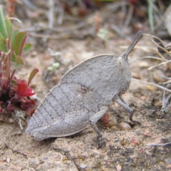 Goniaea sp. (genus) at Williamsdale, NSW - 14 Oct 2017