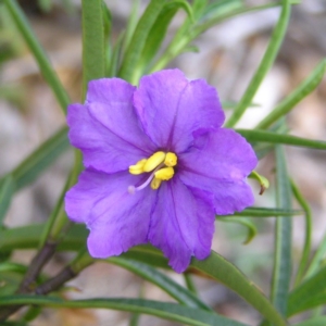 Solanum linearifolium at Williamsdale, NSW - 14 Oct 2017