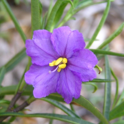 Solanum linearifolium (Kangaroo Apple) at Williamsdale, NSW - 14 Oct 2017 by MatthewFrawley