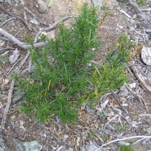 Solanum linearifolium at Williamsdale, NSW - 14 Oct 2017