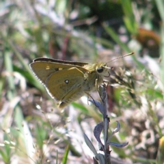 Trapezites luteus (Yellow Ochre, Rare White-spot Skipper) at Mount Taylor - 15 Oct 2017 by MatthewFrawley