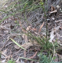 Thelymitra sp. (A Sun Orchid) at Canberra Central, ACT - 15 Oct 2017 by petersan