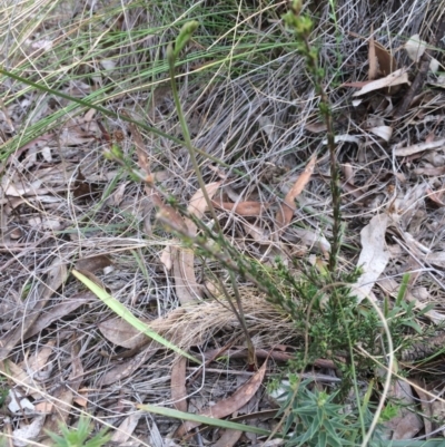 Thelymitra sp. (A Sun Orchid) at Mount Majura - 14 Oct 2017 by petersan