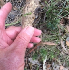 Thelymitra sp. at Canberra Central, ACT - 15 Oct 2017