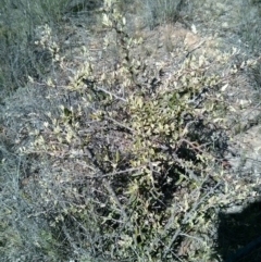 Pyracantha angustifolia at Watson, ACT - 15 Oct 2017 02:51 PM