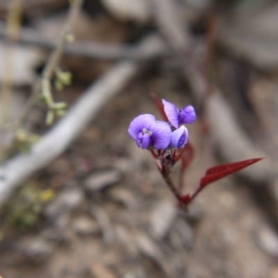 Hardenbergia violacea (False Sarsaparilla) at Black Mountain - 14 Oct 2017 by ClubFED