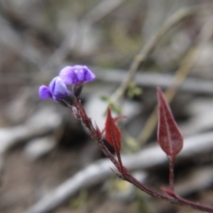 Hardenbergia violacea at Canberra Central, ACT - 14 Oct 2017