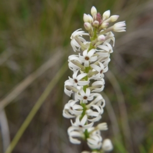 Stackhousia monogyna at Point 5438 - 14 Oct 2017 04:03 PM