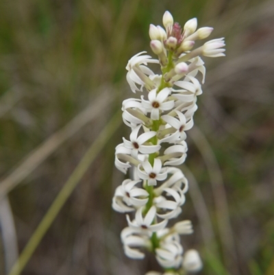 Stackhousia monogyna (Creamy Candles) at Black Mountain - 14 Oct 2017 by ClubFED