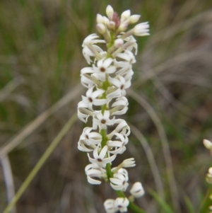 Stackhousia monogyna at Point 5438 - 14 Oct 2017 04:03 PM