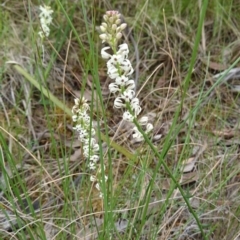 Stackhousia monogyna at Point 5438 - 14 Oct 2017