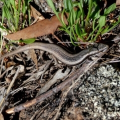 Morethia boulengeri (Boulenger's Skink) at Googong, NSW - 13 Oct 2017 by Wandiyali