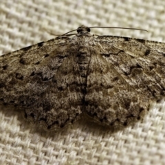 Psilosticha absorpta (Fine-waved Bark Moth) at O'Connor, ACT - 14 Oct 2017 by ibaird