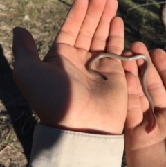 Aprasia parapulchella (Pink-tailed Worm-lizard) at Torrens, ACT - 15 Oct 2017 by AlexSof