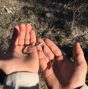 Aprasia parapulchella at Torrens, ACT - suppressed