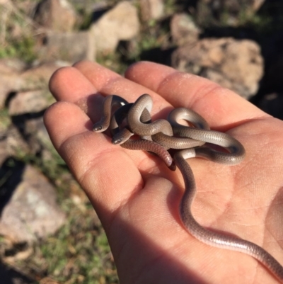 Aprasia parapulchella (Pink-tailed Worm-lizard) at Torrens, ACT - 15 Oct 2017 by AlexSof