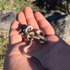 Aprasia parapulchella at Torrens, ACT - suppressed