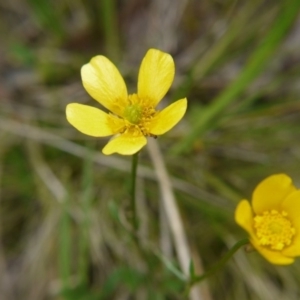 Ranunculus lappaceus at Molonglo Valley, ACT - 14 Oct 2017