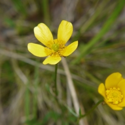 Ranunculus lappaceus (Australian Buttercup) at National Arboretum Forests - 14 Oct 2017 by ClubFED