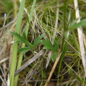 Ranunculus lappaceus at Molonglo Valley, ACT - 14 Oct 2017