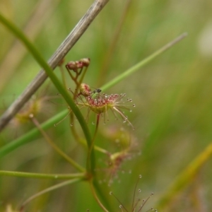 Drosera auriculata at Acton, ACT - 14 Oct 2017