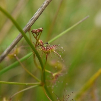 Drosera auriculata (Tall Sundew) at Black Mountain - 14 Oct 2017 by ClubFED