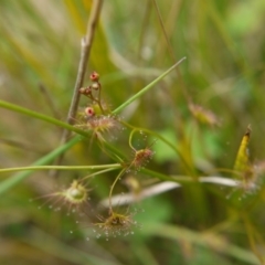 Drosera auriculata at Acton, ACT - 14 Oct 2017