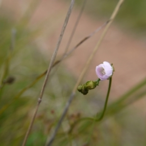 Drosera auriculata at Acton, ACT - 14 Oct 2017