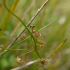 Drosera auriculata at Acton, ACT - 14 Oct 2017 04:13 PM