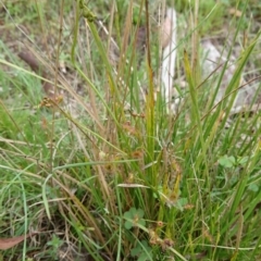 Drosera auriculata at Acton, ACT - 14 Oct 2017 04:13 PM