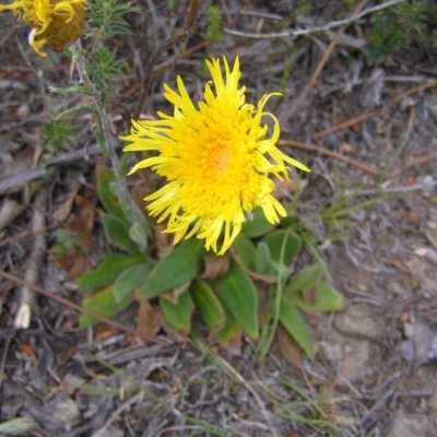 Podolepis jaceoides (Showy Copper-wire Daisy) at Tuggeranong DC, ACT - 14 Oct 2017 by MatthewFrawley