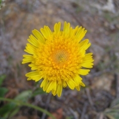 Podolepis jaceoides at Tuggeranong DC, ACT - 14 Oct 2017 09:26 AM